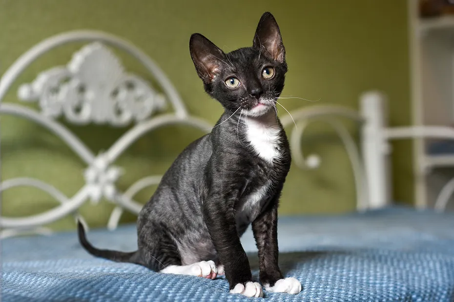 black Ural Rex kitten on the bed