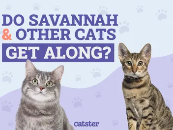 Do Savannah Cats Get Along with Other Cats? Facts & Care Tips