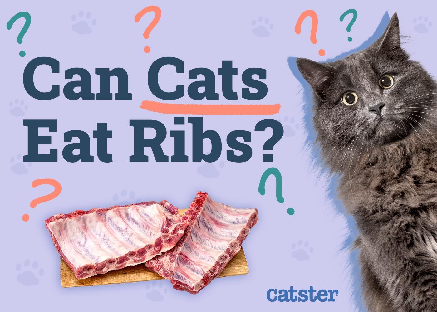 Can Cats Eat Ribs