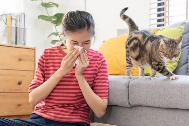 How to Tell If You're Allergic to Cats: 7 Signs to Look For