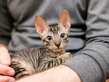 When Do Cats Stop Growing & Reach Their Full Size? Vet-Verified Facts & FAQ
