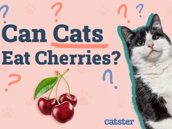 Can Cats Eat Cherries? Vet-Reviewed Risks & Precautions