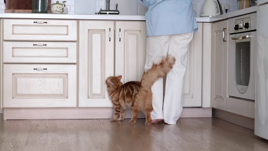 cat following owner to the kitchen seeking for attention