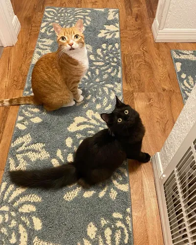 @coleandmarmalade