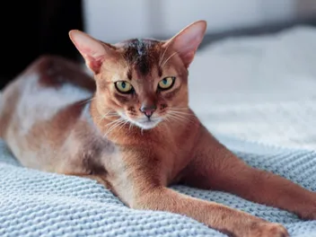 Do Abyssinian Cats Shed a Lot? Vet-Reviewed Care Facts