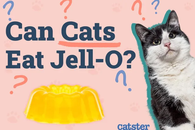 Can Cats Eat Jell-O? Vet-Approved Nutrition Advice