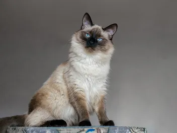 12 Longest Living Cat Breeds (With Info & Pictures)