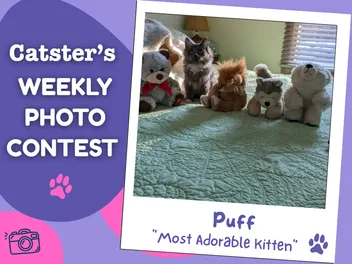 Catster’s Weekly Photo Contest Winners: Most Adorable Kitten (June 8, 2026)