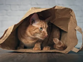 16 Common Household Items Cats Like to Play With