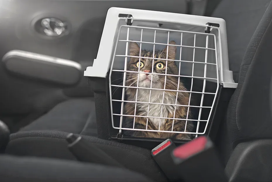 maine coon cat in the carrier riding the car