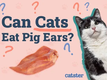 Can Cats Eat Pig Ears? Vet-Approved Facts & FAQ