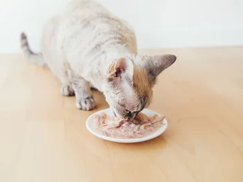 Why Does My Cat Only Eat Wet Food? Vet Reviewed Facts & Suggestions