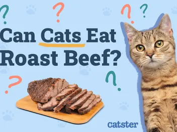Can Cats Eat Roast Beef? Vet Reviewed Benefits & Concerns