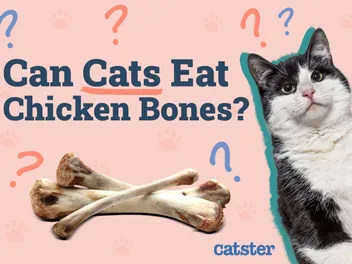 Can Cats Eat Chicken Bones? Vet-Verified Nutrition Facts & Safety Guide