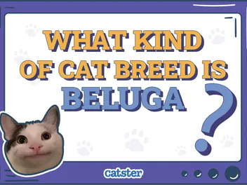 What Kind of Cat Breed Is Beluga? Influencer Interesting Facts