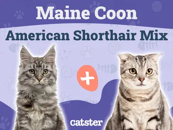 Maine Coon American Shorthair Mix: Info, Pictures & Care Guide