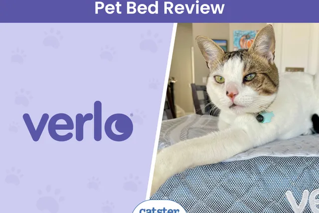 Verlo Pet Beds Review 2026: My Cat’s Paws-On Review