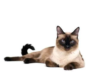 Thai Cat Breed: Info, Pictures, Temperament & More