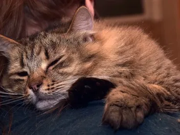 How to Comfort a Sick Cat: 12 Vet Approved Tips