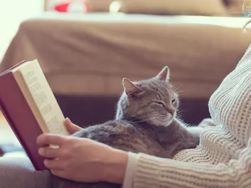 What Is a Jellicle Cat? History & Explanation