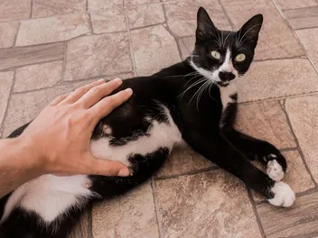 How Many Times Can a Cat Get Pregnant in a Year? Vet-Reviewed Facts & FAQ