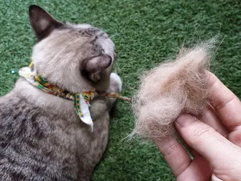 How to Clean Cat Hair Off a Couch: 4 Vet-Reviewed Steps