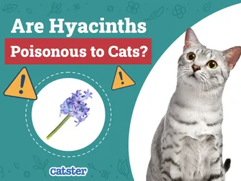 Are Hyacinths Poisonous to Cats? Vet-Approved Safety Guide