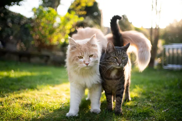 How Long Does It Take for Cats to Get Along? Feline Friendship Guide