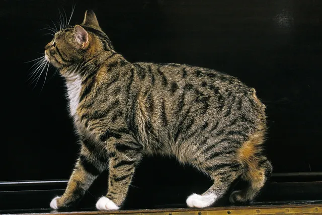 Manx Cat Breed: Info, Pictures, Temperament & Traits