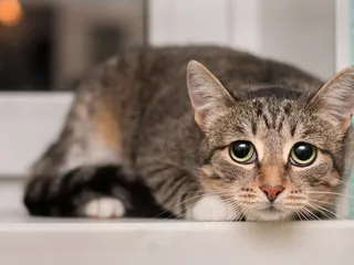 Do Cats Like Change? Vet-Verified Behavior & Evolution Facts