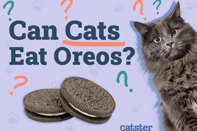 Can Cats Eat Oreos? Vet-Approved Nutritional Facts