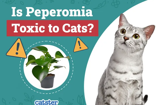 Is Peperomia Toxic to Cats? Vet-Reviewed Houseplants Examined