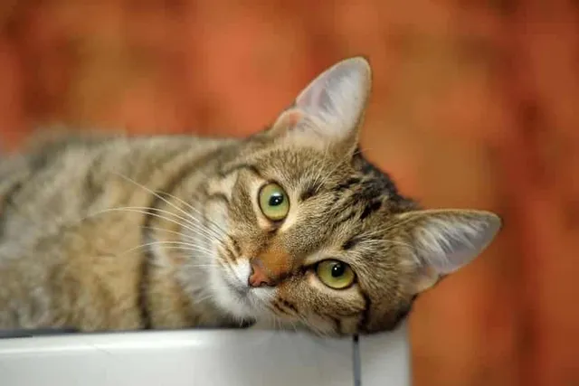 European Shorthair Cat Breed Info: Pictures, Temperament & Traits