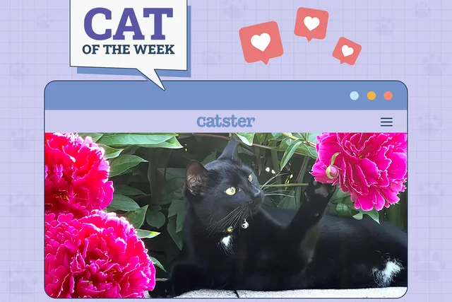 Catster Photo Contest: Cats of the Week Winners (August 21, 2025)