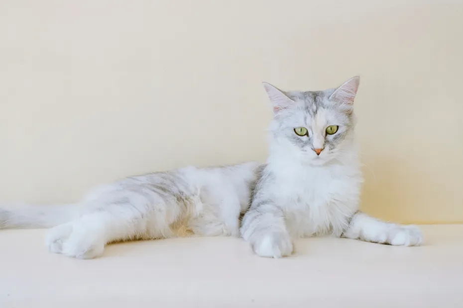 semi-long-haired breed of domestic cat