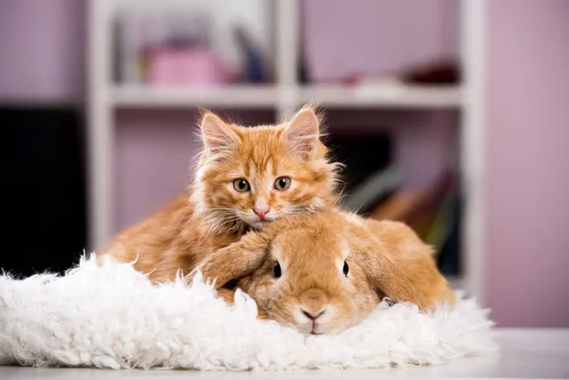 How to Introduce a Cat to a Rabbit (5 Vet-Reviewed Tips)