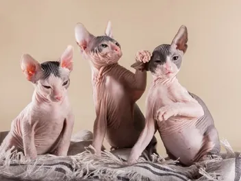 Sphynx Kittens for Sale in the USA: 2026 Breeders List
