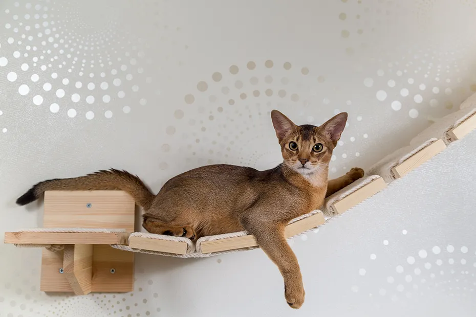 Abyssinian cat on wall hammock