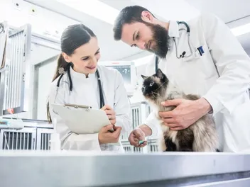 How Much Does a Cat's Overnight Vet Stay Cost? (Updated in 2026)