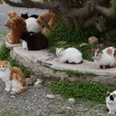Can Trap-Neuter-Return Solve the Feral Cat Crisis?
