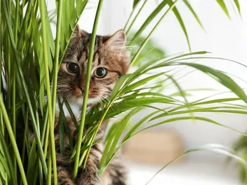 Grow a Herb Garden That’s Safe for Your Cat