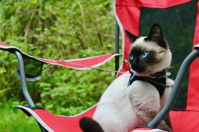 Camping With Cats: Vet-Approved Guide