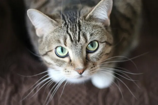 10 Types of Tabby Cat Colors & Patterns (With Pictures)