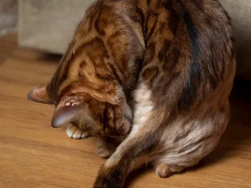 Why Is My Cat Losing Hair on Their Tail? 8 Vet-Verified Reasons