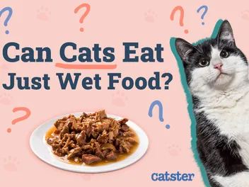 Can Cats Eat Just Wet Food? Vet-Reviewed Facts & FAQ
