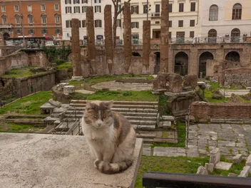Cat Pawprints Have Been Found in 600 Year Old Book: Here's the Photo