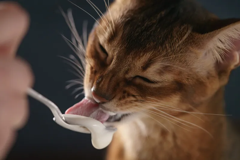 abyssinian kitten eat yogurt from silver spoon