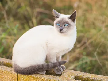 Are Siamese Cats Hypoallergenic? Vet-Verified Breed Facts & Allergy Tips