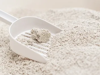 6 Ways to Save Money on Cat Litter: 2026 Price Guide & FAQ