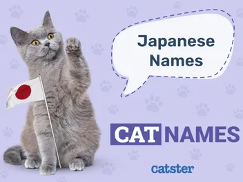 300+ Japanese Cat Names: Great Ideas for Your Exotic Cat